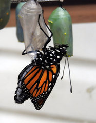 Danaus plexippus