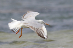 Chroicocephalus genei