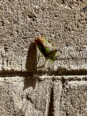 Acanthosoma haemorrhoidale