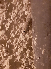 Tarentola mauritanica