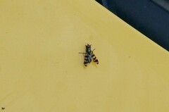 Ceroxys urticae