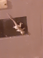 Tarentola mauritanica