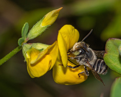 Megachile rotundata