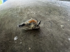 Orgyia pseudotsugata