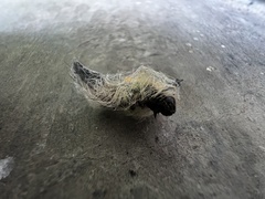 Orgyia pseudotsugata