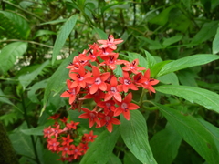 Pentas