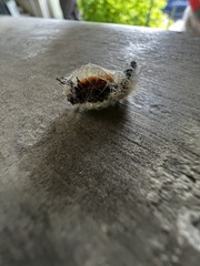 Orgyia pseudotsugata