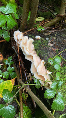 Pleurocybella porrigens