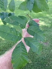 Fraxinus pennsylvanica