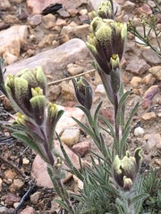 Castilleja cinerea