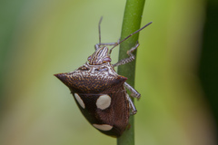 Paracritheus trimaculatus