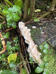 Pleurocybella porrigens