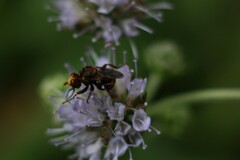 Sicus ferrugineus