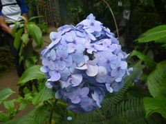 Hydrangea macrophylla
