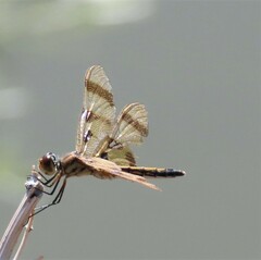Celithemis eponina