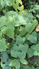 Aristolochia clematitis
