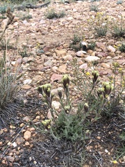 Castilleja cinerea