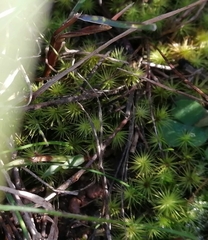 Campylopus bartramiaceus