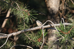 Sitta canadensis