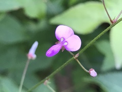 Desmodium paniculatum