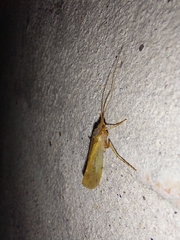 Limnephilus