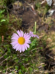 Erigeron peregrinus