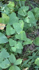 Aristolochia clematitis