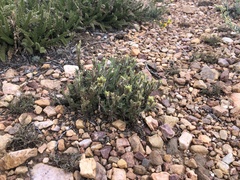 Castilleja cinerea