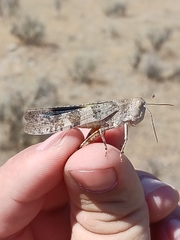 Trimerotropis latifasciata