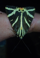 Euplagia quadripunctaria