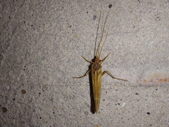 Limnephilus