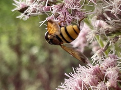 Volucella inanis