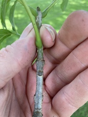 Fraxinus pennsylvanica