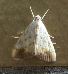 Evergestis extimalis