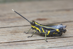 Traulia azureipennis