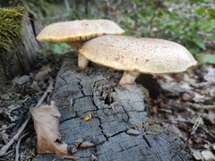 Neolentinus lepideus