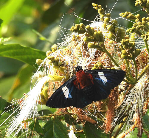 Pyrrhopyge thelersa