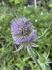 Dipsacus fullonum