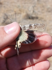 Trimerotropis latifasciata