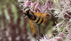 Volucella inanis
