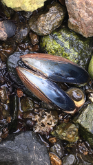 Mytilus edulis
