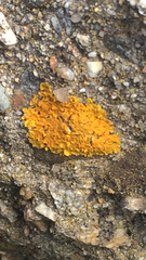 Teloschistaceae