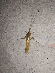 Limnephilus