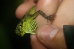 Anolis dracula