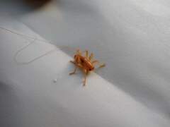 Camptonotus carolinensis