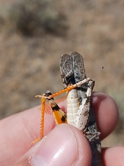 Trimerotropis latifasciata