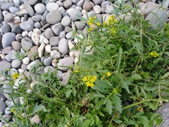 Rorippa sylvestris