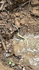 Diadophis punctatus punctatus