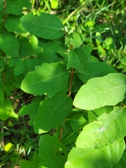Symphoricarpos occidentalis