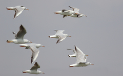 Chroicocephalus genei